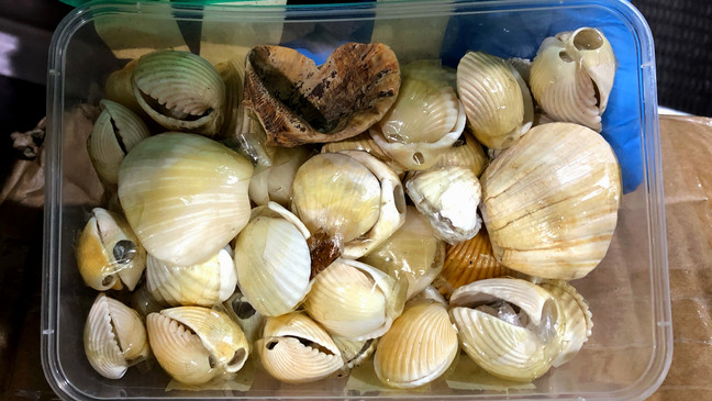 Baltimore CBP Seizes Hashish Concealed Inside Seashells From Nigeria