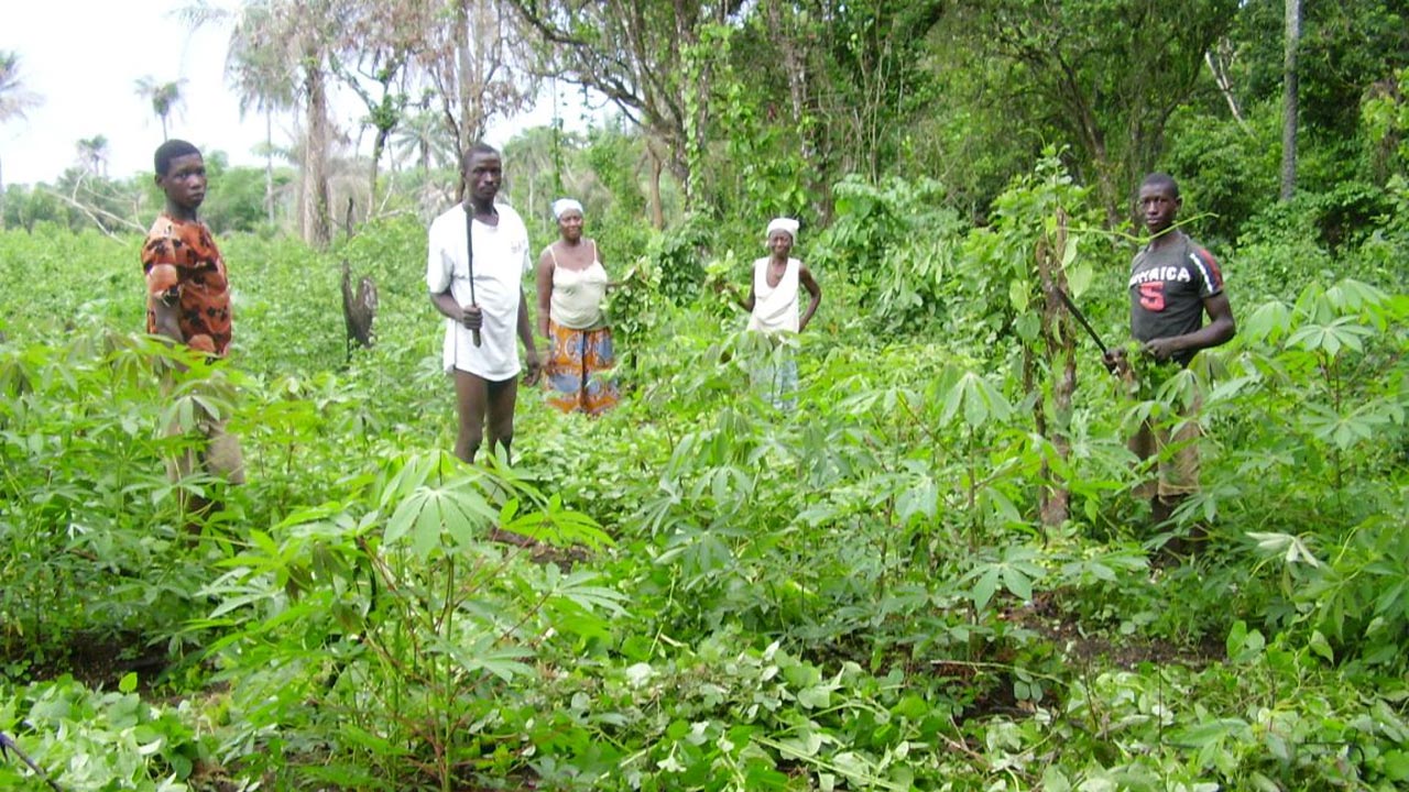 Rising Attacks on Nigerian Farmers Hit Nation’s Food Reserves