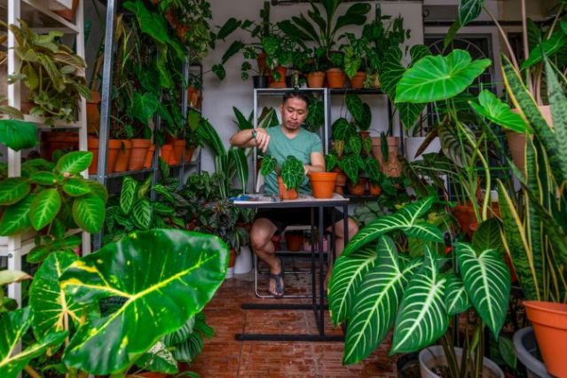 Bloom boom: Malaysians get passionate about pot plants