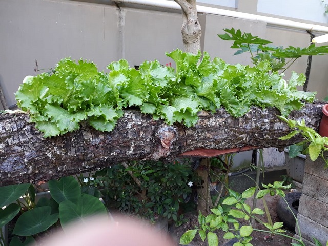 Home garden competition open for Seychelles' green thumbs, both small and large