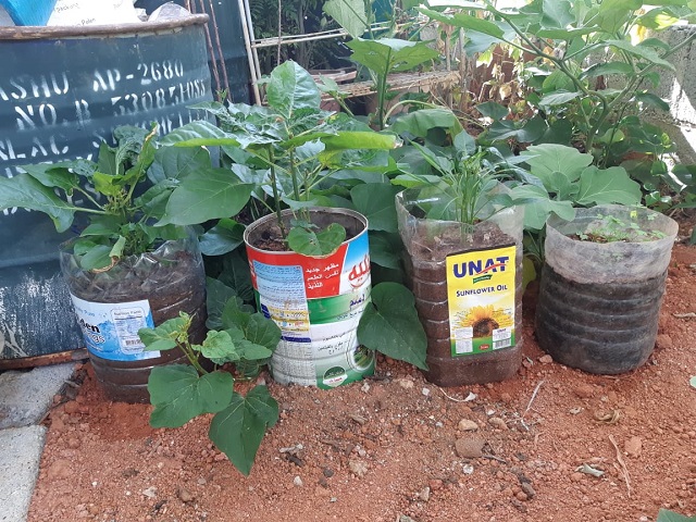 Home garden competition open for Seychelles' green thumbs, both small and large