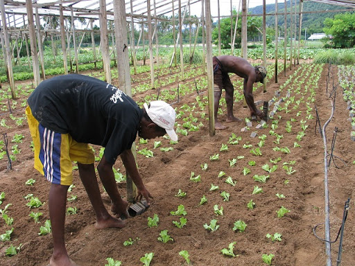 Home garden competition open for Seychelles' green thumbs, both small and large