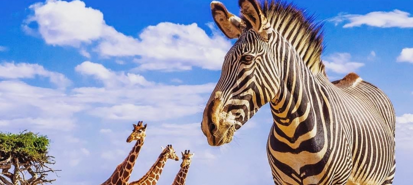 Seychelles: Despite $8 Million in Covid-Tourism Losses, Blue Safari Seychelles Continues Conservations Programmes