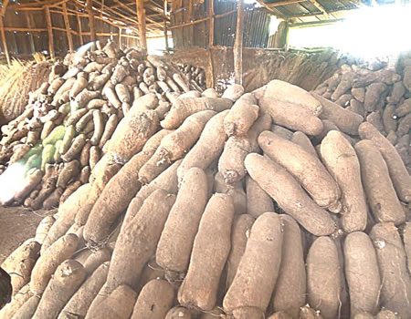 Nigeria Yet To Explore Industrial Potential Of Yam —Prof Otegbayo
