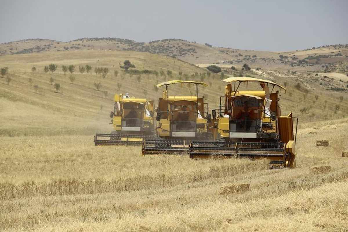 Algeria tenders to buy nominal 50,000 T milling wheat