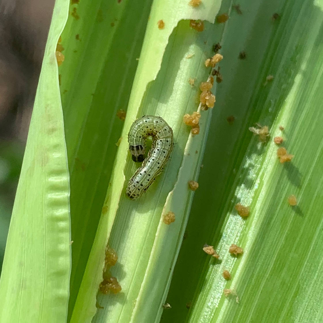 Fresh agony for farmers as armyworms ravage crops