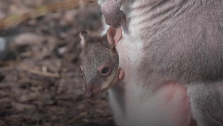 Zookeepers share ‘magical moment’ rare baby kangaroo emerges from mother’s pouch