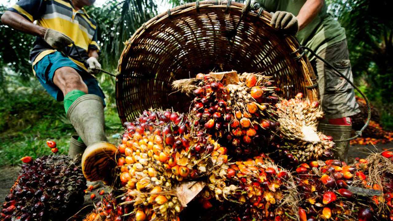 How AfCFTA Will Grow Oil Palm Business 