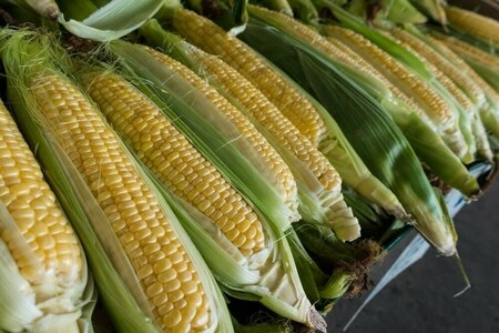 South African maize harvest down 9.8% from last year