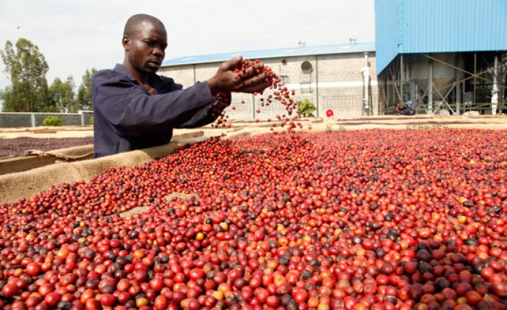 Kenya’s coffee risks ban in Japan over higher pesticide residue
