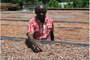 Six years later, govt to build first cocoa factory in Bundibugyo