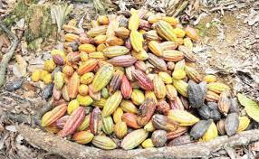 Ondo, Osun, Abia, Akwa-Ibom, Others To Benefit From US Govt’s $22m Support For Cocoa Value Chain