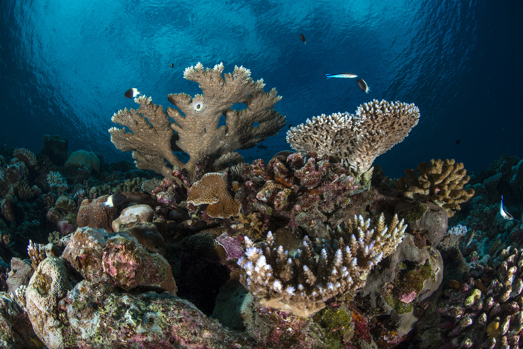 Young people in Seychelles encouraged to dive into GEF’s Ridge to Reef Project