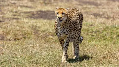 MP forest minister’s Africa tour before cheetah translocation under scanner