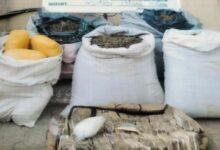 NDLEA arrests blind grandpa, notorious leper, intercepts cocaine, skunk consignments from Brazil, Canada at ports