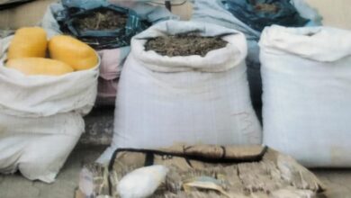 NDLEA arrests blind grandpa, notorious leper, intercepts cocaine, skunk consignments from Brazil, Canada at ports