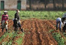 Experts advise Edo, Delta farmers on NiMET’s rain prediction