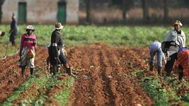 Experts advise Edo, Delta farmers on NiMET’s rain prediction