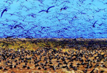 IDC to build airstrip on Desnoeufs Island in Seychelles, classified as Important Bird Area