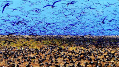 IDC to build airstrip on Desnoeufs Island in Seychelles, classified as Important Bird Area
