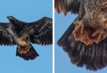 Guy Snaps Photos Of A Bald Eagle — Then Notices What’s In Her Talons