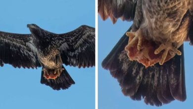 Guy Snaps Photos Of A Bald Eagle — Then Notices What’s In Her Talons