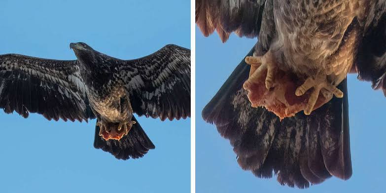 Guy Snaps Photos Of A Bald Eagle — Then Notices What’s In Her Talons
