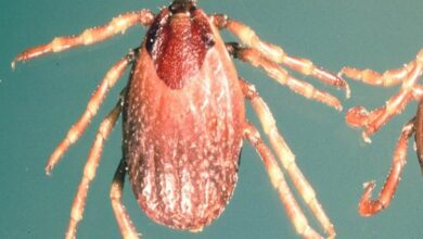 Namibia declares outbreak of Crimean-Congo fever after patient dies
