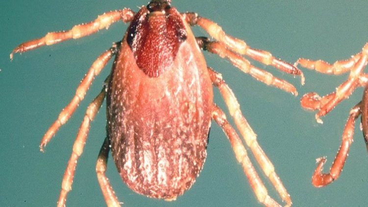 The CCHF virus is transmitted to people either by tick bites or through contact with infected animal blood