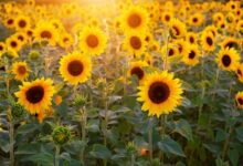 South Africa: Farmer Finds Treasure in Sunflowers