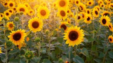 South Africa: Farmer Finds Treasure in Sunflowers
