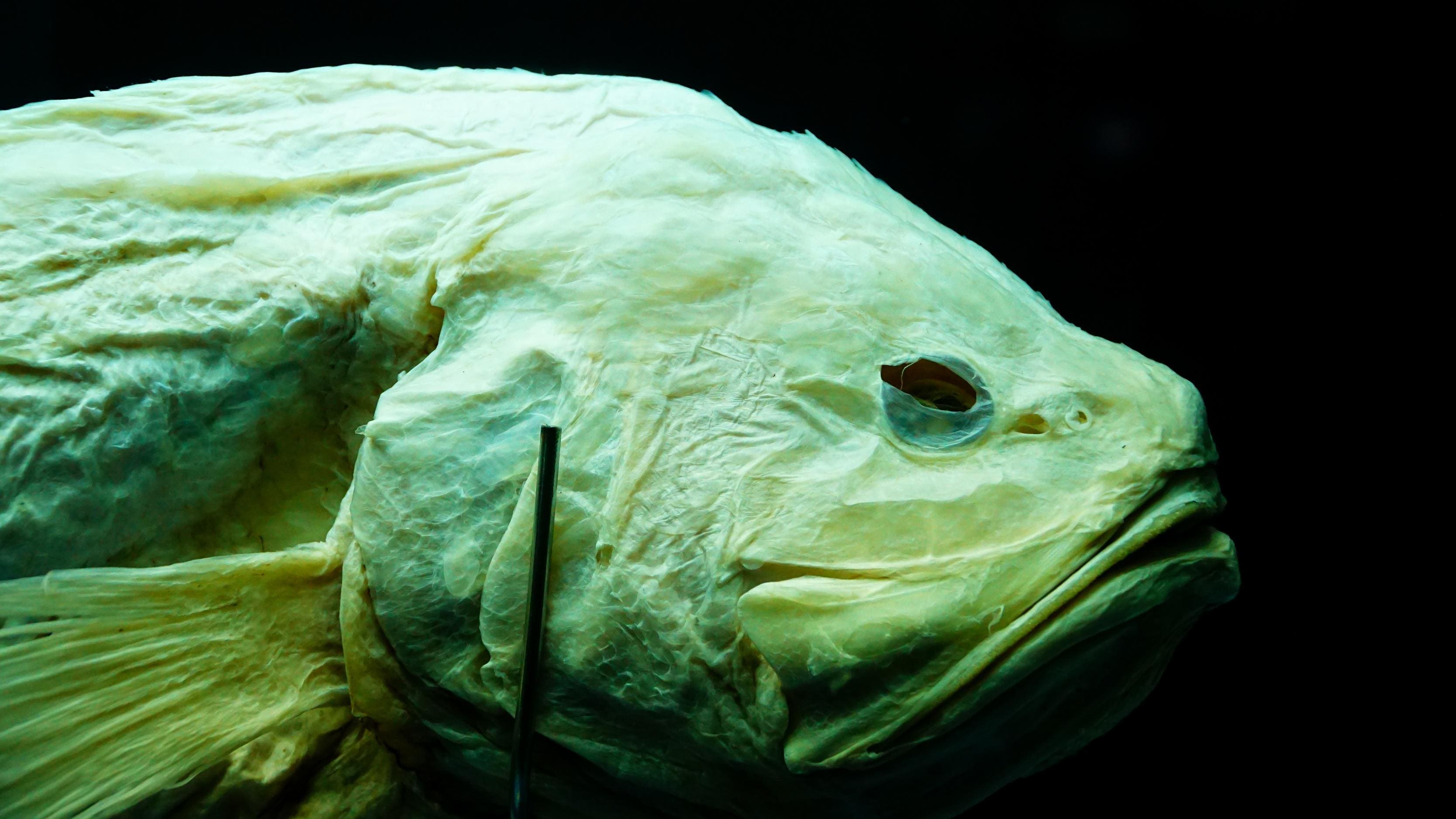 Coelacanth Fish Skull on The Black Background