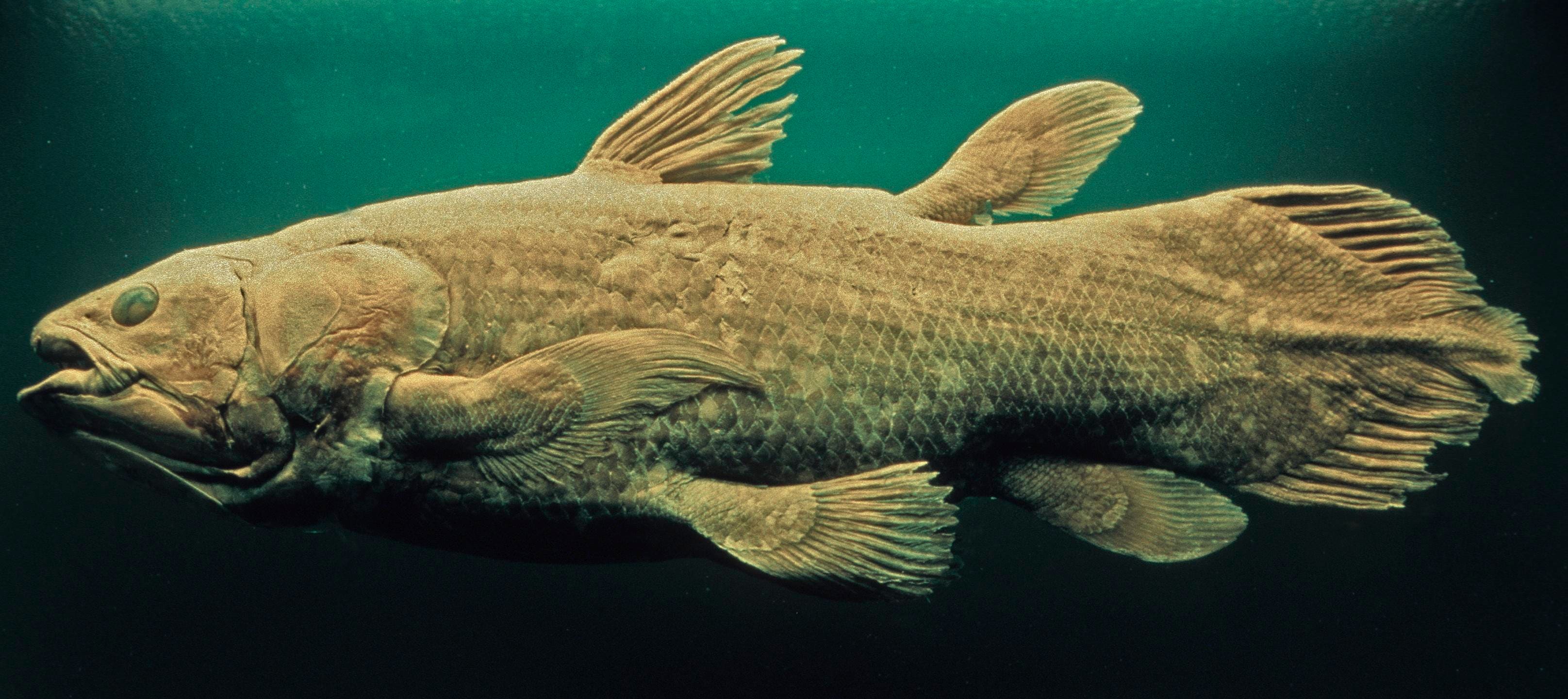 Coelacanth