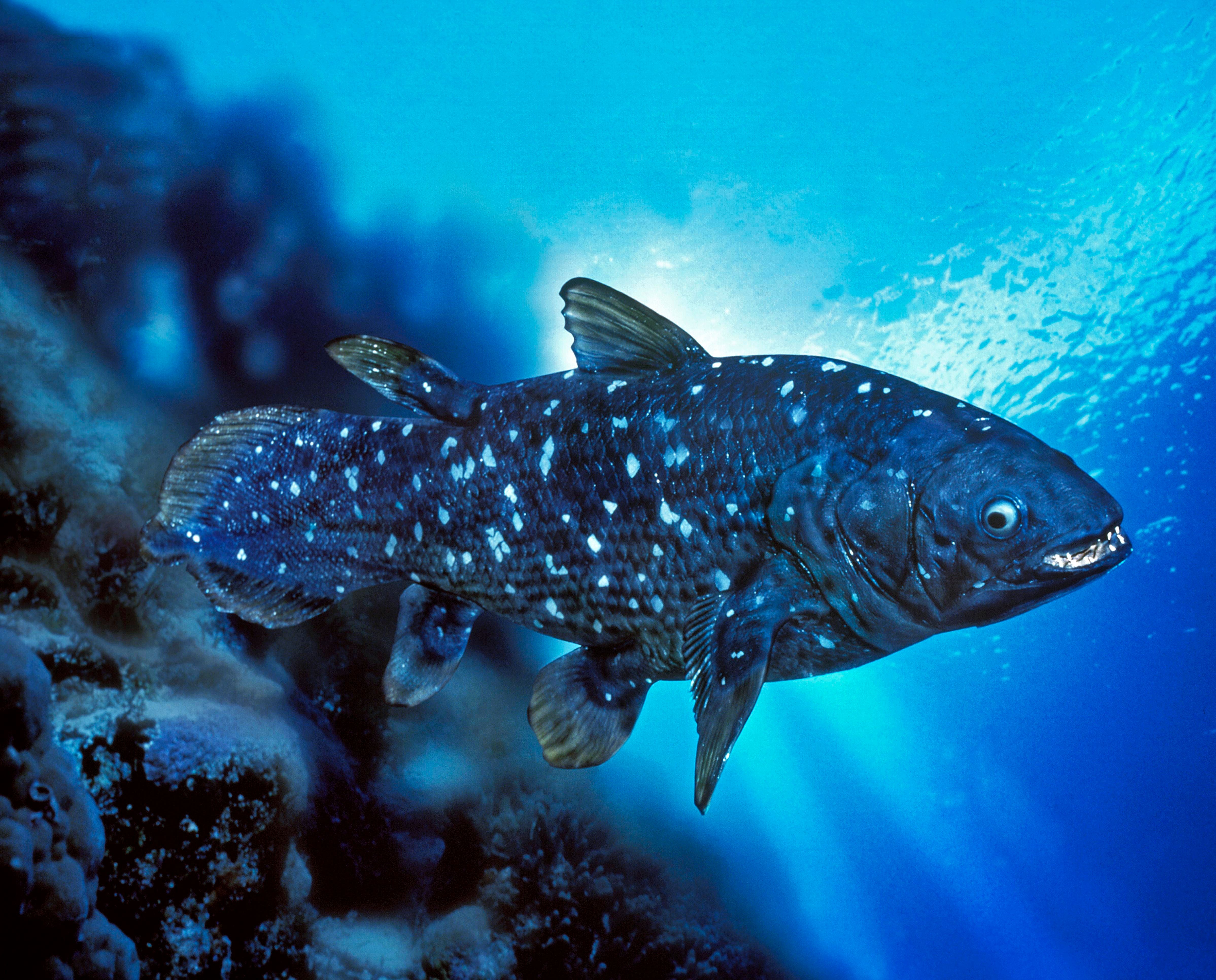 Coelacanth, latimeria chalumnae