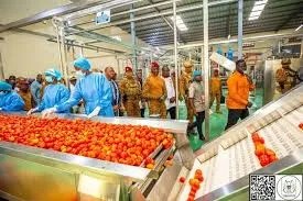 ibrahim traore tomato factory